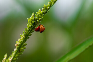 ladybug on grass