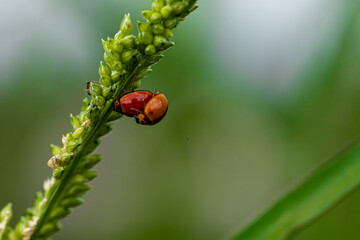 ladybug on a leaf
