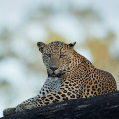 Portrait of a Leopard 