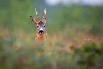 Roe deer, capreolus capreolus, peeking out of bushes in summer rainstorm. Roebuck looking to the camera on meadow in raining. Antlered mammal watching in wet environment. © WildMedia
