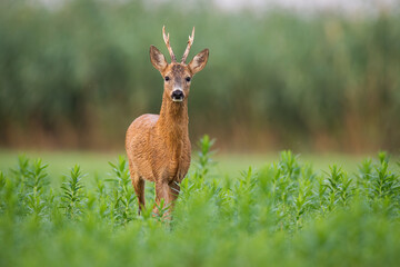 Roe deer, capreolus capreolus, approaching on green field in summer nature. Antlered mammal looking...