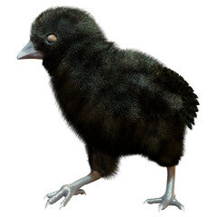 3D Rendering Black Chick on White
