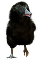 3D Rendering Black Chick on White
