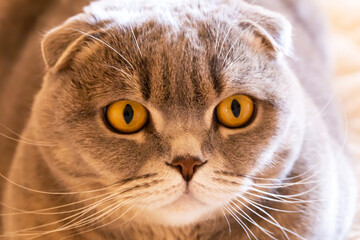 A gray Scottish Fold cat stares intently. Close-up