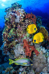 Fototapeta na wymiar Peces en el coral