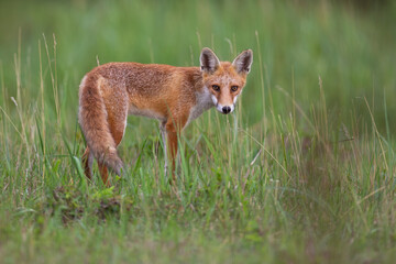 red fox, vulpes vulpes, observing on green meadow in summer nature. Orange predator standing on grassland in summertime. Wild mammal looking to the camera.