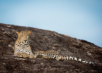 Leopard on the Rock