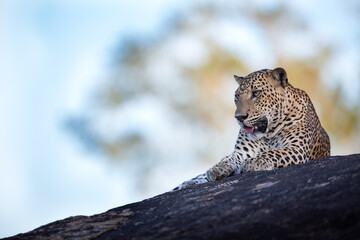 A leopard on the Rock