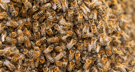 Honey bees. Swarm transplant. Texture. Lots of insects.