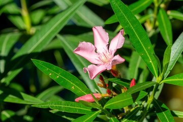 Oleander Nerium oleander in the garden