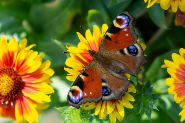 peacock butterfly on flower in the garden