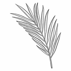 palm tropical leaf plant isolated doodle hand drawn sketch with outline style