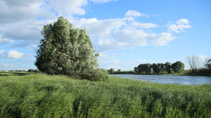 Tree and grass on the river bank in windy weather