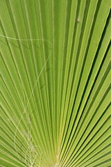 green palm leaf close up, macro surface, geometry in nature. Palm leaf texture background. Pattern