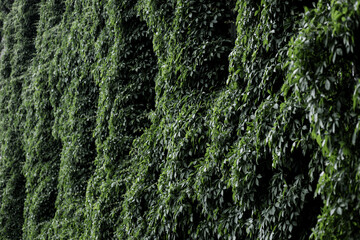 Green plants leaves.