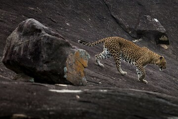 A Leopard Walking on the Rock 