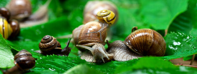 Many snails crawl on green leaves close-up. The use of snail mucus in cosmetology. Skin care and beauty concept - obrazy, fototapety, plakaty