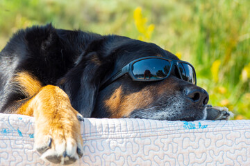 Heat wave in Europe, dog relaxing by the pool wearing sunglasses on super hot day
