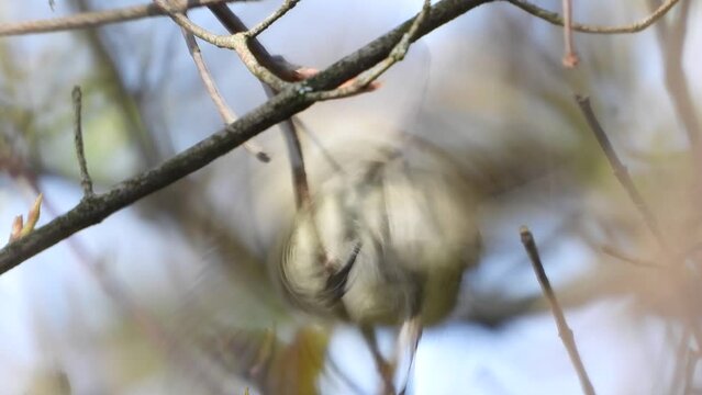 Super close-up  on a little bird flycatcher frisking on a tree branch.