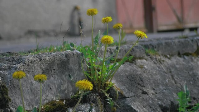 Dandelion flowers on the sidewalk of an urban road
