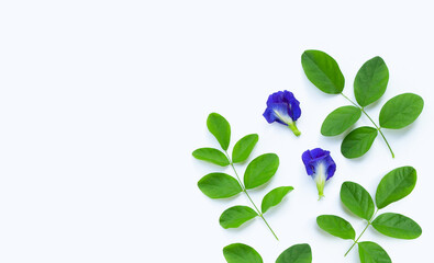 Obraz premium Butterfly pea flower with green leaves on white background.
