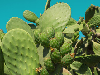 Prickly pear cactus with green fruits on blue sky background. Green opuntia cactus (ficus indica, Indian fig opuntia), flat pads leaves. Green cactus leaves with edible fruits. Balearic Islands, Spain