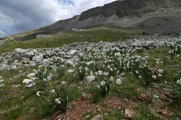 Rolgordijnen Weiße Narzisse // Poet's daffodil, poet's narcissus (Narcissus poeticus) - Mt. Lakmos/Peristeri, Pindos, Greece © bennytrapp