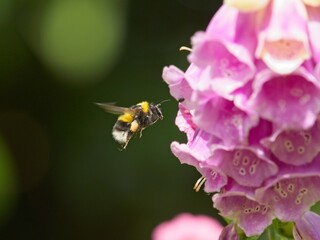 A white tailed bumblebee (Bombus lucorum) landing on a pink foxglove © chris