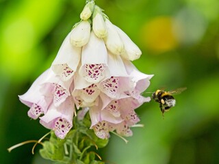 A white tailed bumblebee (Bombus lucorum) landing on a pink foxglove