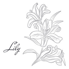 Obraz premium Vector illustration of lily flower isolated on white background. Contour of lily.