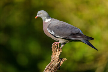 Common wood pigeon (Columba palumbus) sitting on a branch in spring.