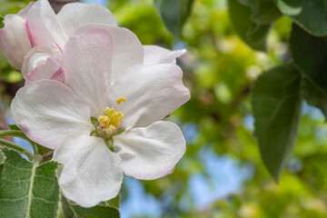 Obraz na płótnie Canvas Apple blossom macro. Spring background, delicate apple blossoms on a background of greenery. Spring flowers-apple blossoms close-up on a blurry background of leaves and sky