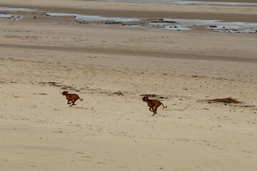 Obraz premium Two young brown puppy dogs running and playing with each other on Formby Beach in Liverpool, Merseyside. The dogs are playing catch as part of their walk