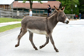 Esel im Gut Aiderbichl in Deggendorf, Bayern, Deutschland