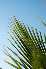Palm leaves on the background of the sky. Palm trees in the blue sunny sky. Vacation summer concept.