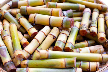 Cut sugar cane for planting