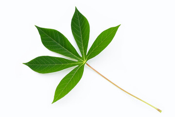 Cassava leaves on white background.