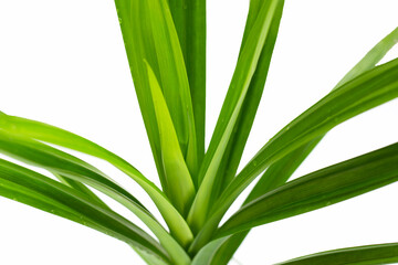 Fresh pandan leaves on white background.