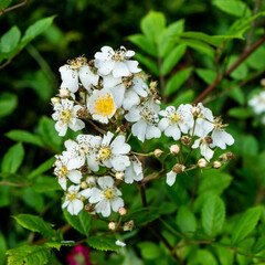 Rosa multiflora (syn. Rosa polyantha) is a species of rose known commonly as multiflora rose, baby rose, Japanese rose, many-flowered rose,seven-sisters.  Selective focus.