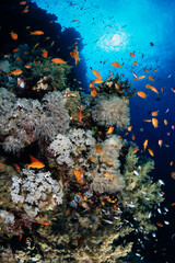 Fototapeta na wymiar Red Sea Reef Scene with Orange Basslets