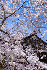 日本の美しい桜、京都