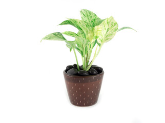 Epipremnum aureum marble queen plant in brown pot and sprinkled with black stoneon isolated on a white background. Houseplant for office or living room. Space for your text..