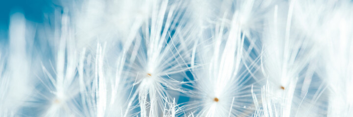 Macro nature. dandelion at sky background. Freedom to Wish. Dandelion silhouette fluffy flower....