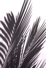 Obraz premium Background with a shadow from a palm leaf.