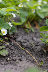 Sprout of strawberry plant. Cutting sprouts of strawberry plant. Selective focus.