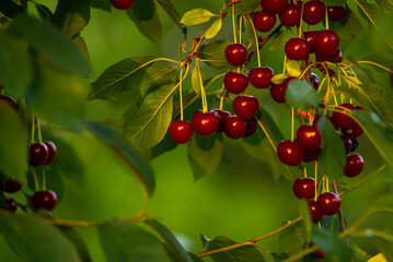 Cherries hanging on a cherry tree branch., Sour cherries  in a garden, Fresh and healthy, Close-Up, in the sunshine