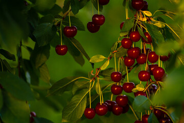 Cherries hanging on a cherry tree branch., Sour cherries  in a garden, Fresh and healthy, Close-Up, in the sunshine