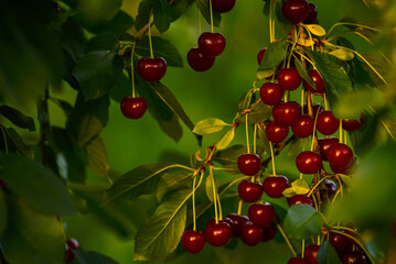 Cherries hanging on a cherry tree branch., Sour cherries  in a garden, Fresh and healthy, Close-Up, in the sunshine