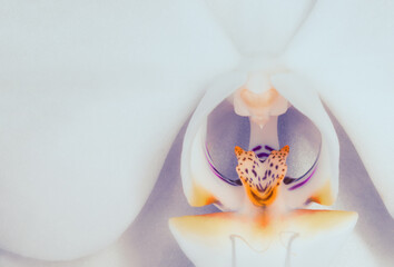 Blütenstempel einer Orchidee