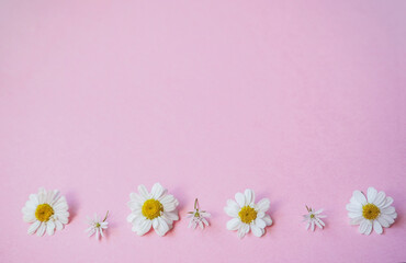 Field flowers on a pink background. Chamomile flowers with copy space. Concept of women's holidays, wedding